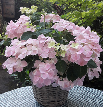Hortensia French Bolero en potée fleurie
